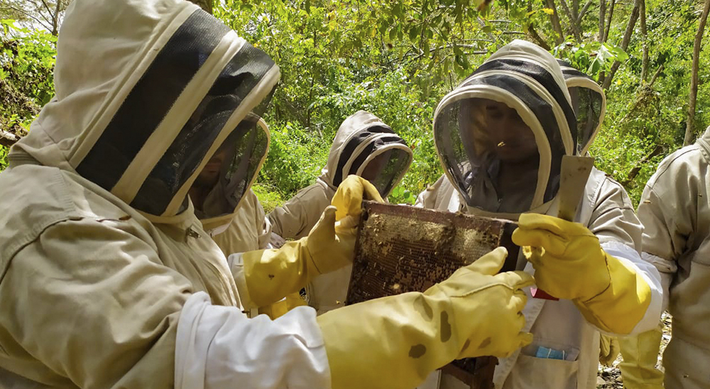 Familias restituidas de la parcelación Londres, en Montería se fortalecen como productoras de miel
