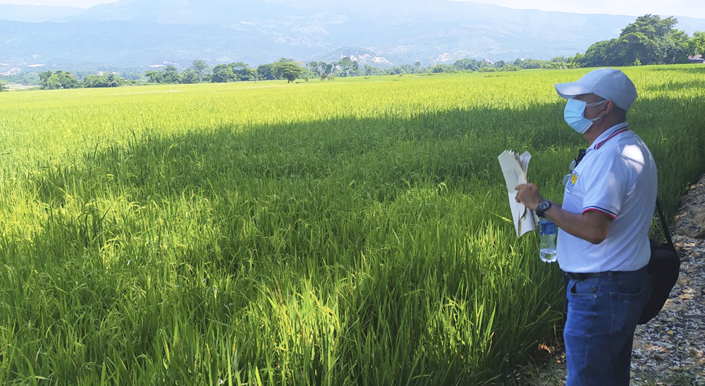 Familia cultivadora de arroz recupera predios en zona rural de Cúcuta gracias a sentencia de restitución de tierras