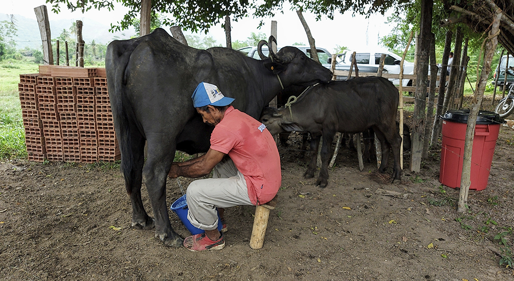 En marcha primer proyecto de ganadería bufalina apoyado por restitución de tierras en Tierralta, Córdoba