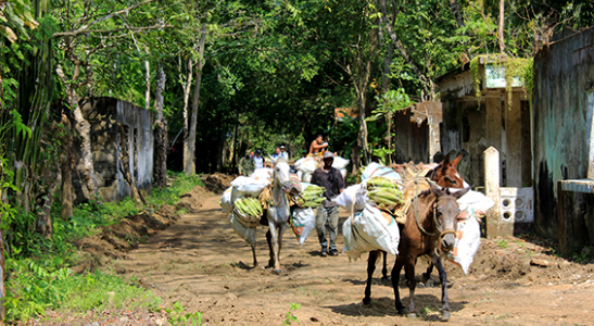 En Putumayo, la restitución en 2015 beneficiará a miles de campesinos