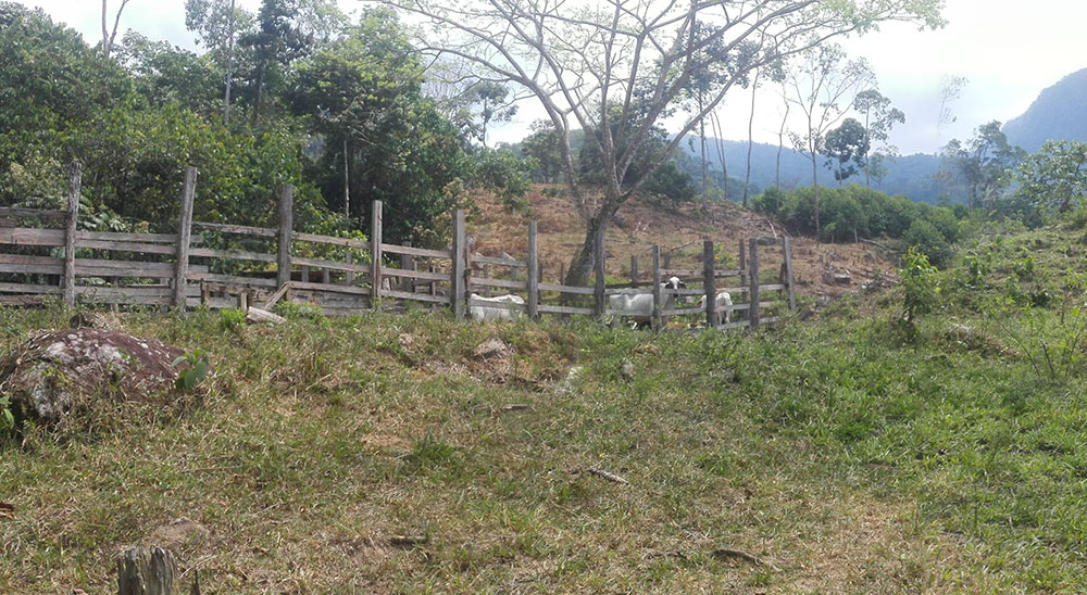 La familia Ramírez* regresará a Las Palmitas*: el predio que perdió en Betulia como consecuencia de la violencia