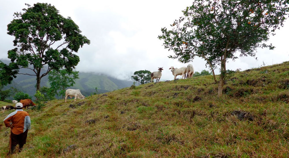 Unidad de Restitución de Tierras (URT) presentó 40 nuevas demandas para reclamar tierras de campesinos de Cauca