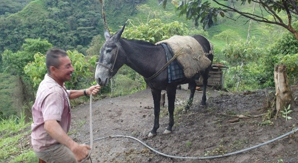 Con ideas productivas, ha sido mejorada la economía de los beneficiarios de restitución, en Cundinamarca