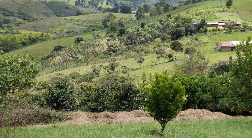 Familia de Patía, en Cauca, recuperó tierras que abandonó por presión de los paramilitares