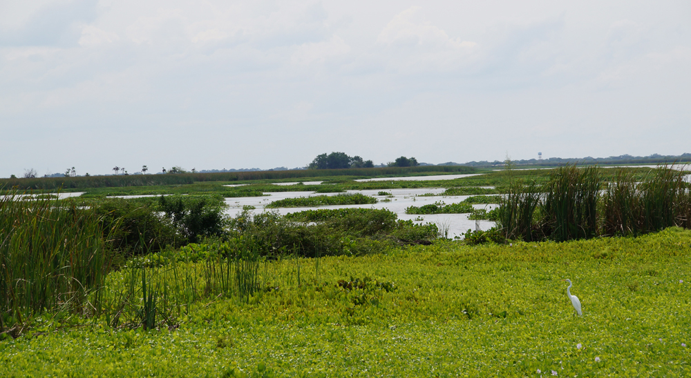 Más de 8 mil hectáreas están siendo reclamadas en restitución en La Mojana sucreña