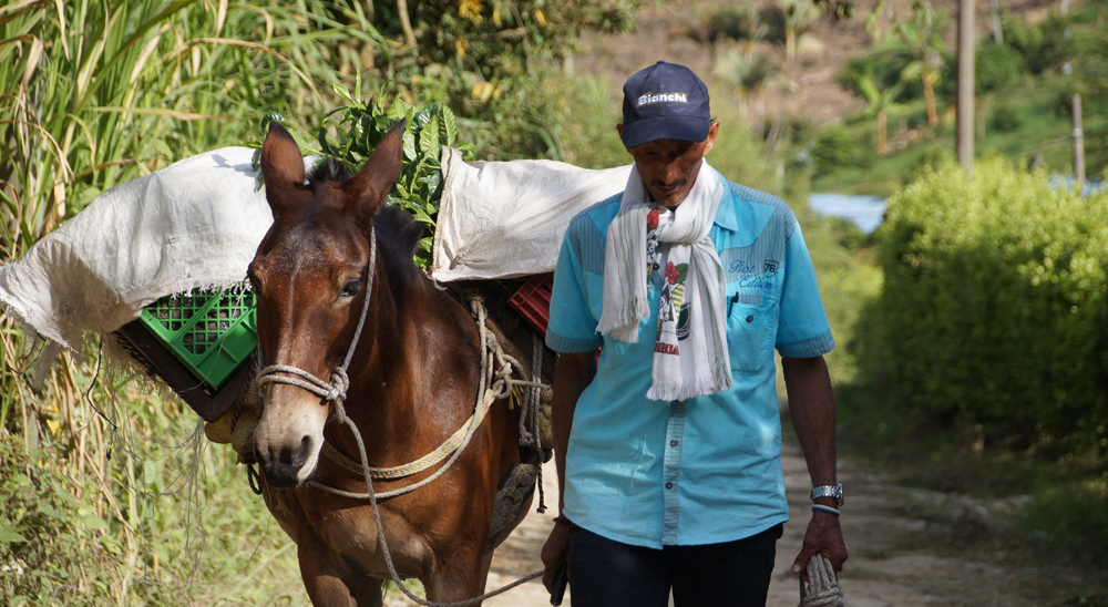 Más de 7.000 hectáreas de tierra por la paz de víctimas del conflicto en Tolima