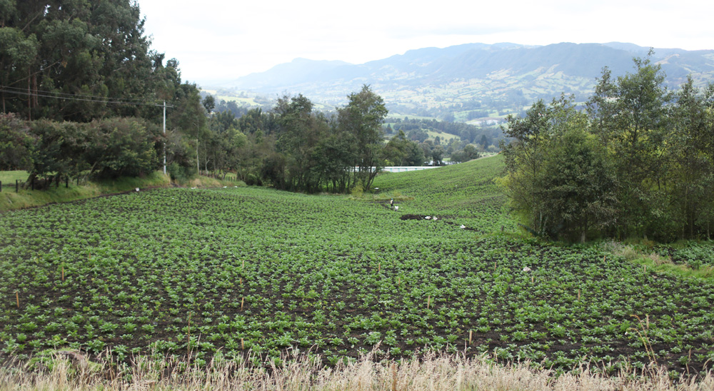 URT radicó demandas para reclamar tierras de campesinos, ubicadas en 4 municipios de Cundinamarca