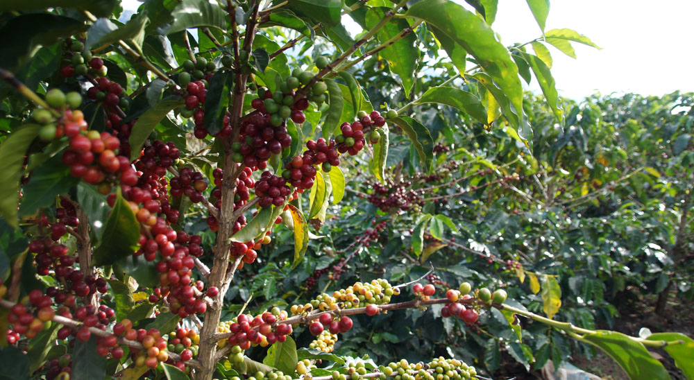 Café producido por beneficiarios de restitución en Risaralda es exportado a Estados Unidos y Europa