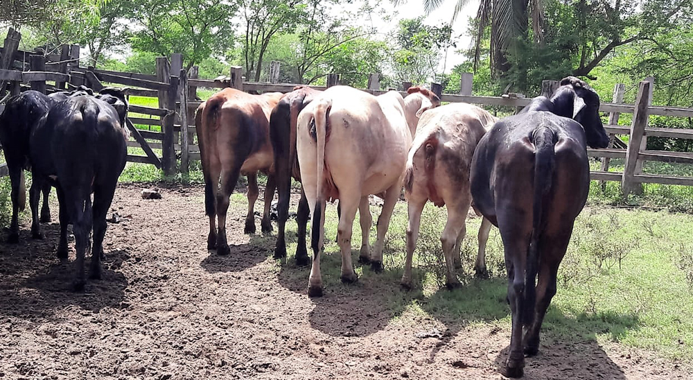Familia restituida de Rionegro recibió proyecto productivo de ganadería