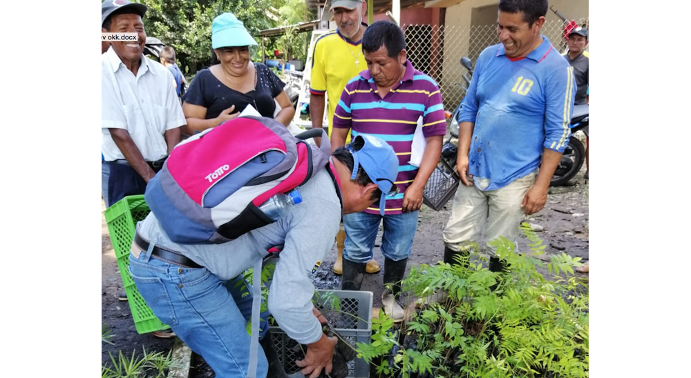 Beneficiarios de restitución de Valle del Guamuez realizaron jornada de reforestación en tierras que fueron utilizadas para cultivos ilícitos