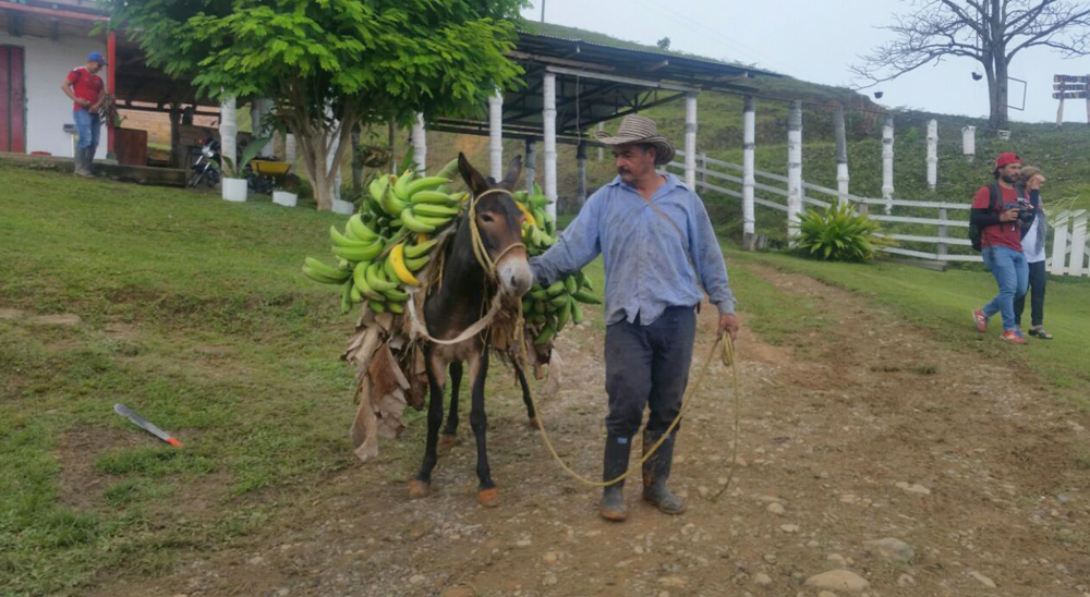 Víctimas restituidas de Valle del Cauca, han recibido más de $5000 millones para proyectos productivos