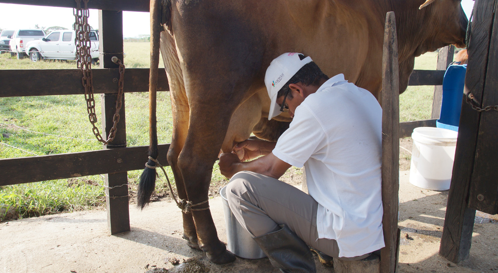 Beneficiarios de restitución de Cedro Cocido se convirtieron en productores y comercializadores de leche