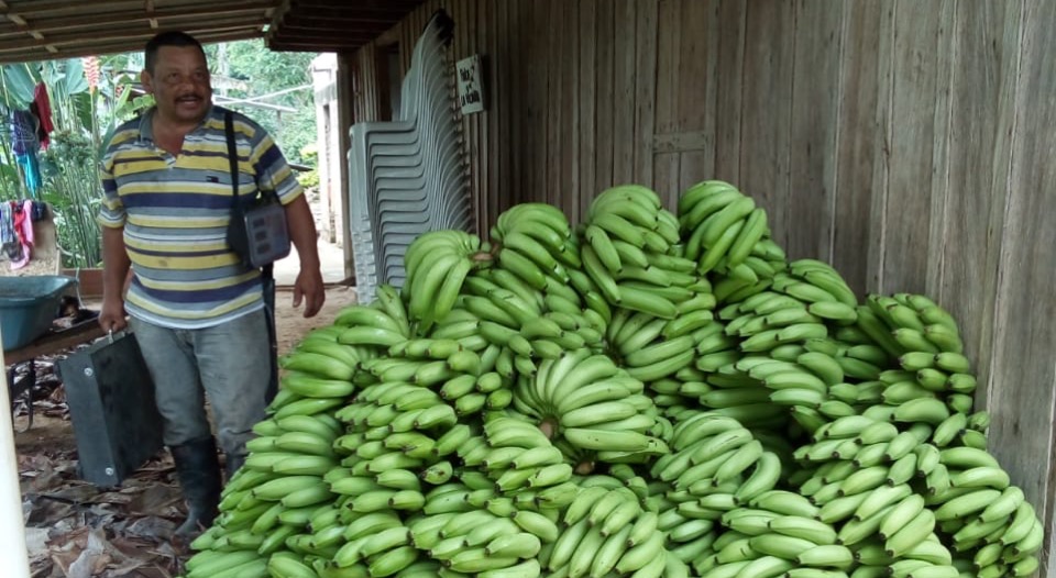 Campesino beneficiario de restitución en El Dorado (Meta), comercializa su primera cosecha de banano