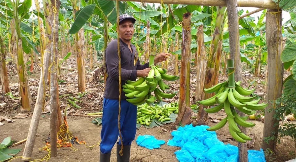 En cuarentena, campesinos restituidos del Urabá comercializan plátano tipo exportación