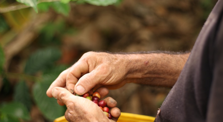 Beneficiarios de restitución en Magdalena firman acuerdo comercial de 105.000 kilogramos de café orgánico con la Federación Nacional de Cafeteros