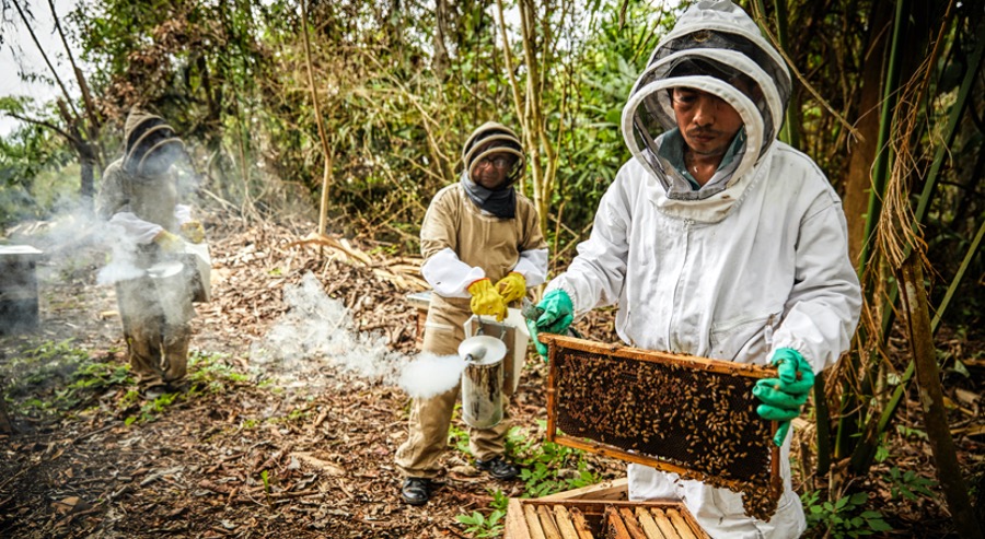 Familia restituida de Puerto Gaitán (Meta), comenzó producción y comercialización de miel de abejas en medio del aislamiento