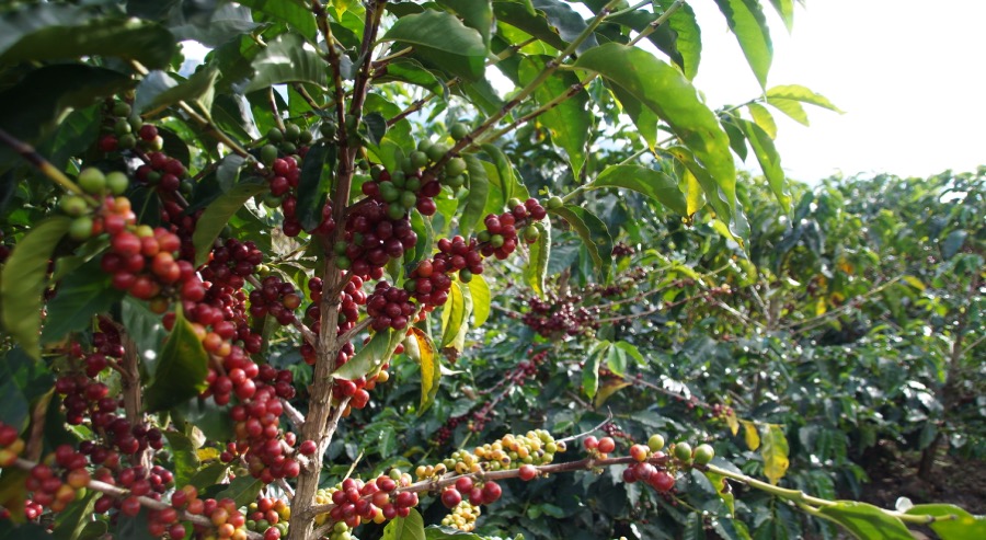 Familias restituidas de Nariño exportarán café especial de alta calidad a Estados Unidos