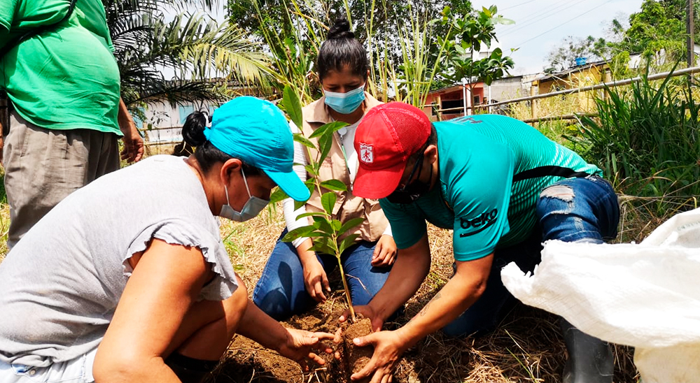 Más de 11.000 plantas nativas se sembrarán en predios restituidos del corredor pimentero de Colombia
