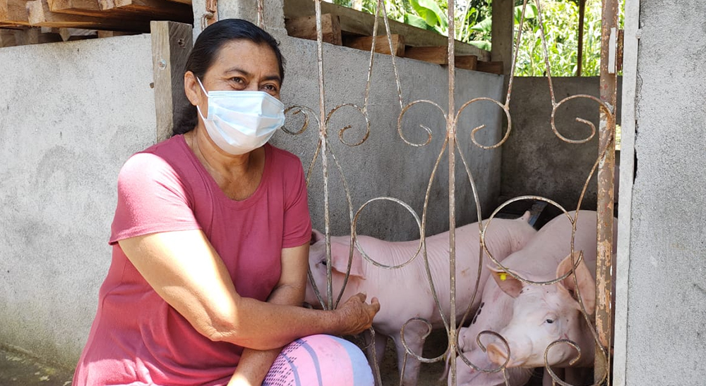Restituidos del Valle del Guamuez, Putumayo comercializan cerdos de calidad en mercados locales y regionales
