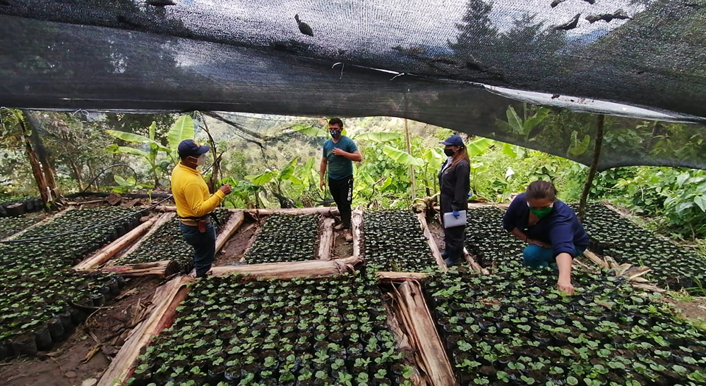 Gracias al Programa de Proyectos Productivos de la Unidad de Restitución de Tierras, la familia Contreras Gélves inició la siembra de café y logró su primer contrato de comercialización con la Cooperativa de Caficultores del Catatumbo (Cooperacafé). La Unidad de Restitución de Tierras ha invertido más de $1.000 millones en proyectos agropecuarios en este departamento.