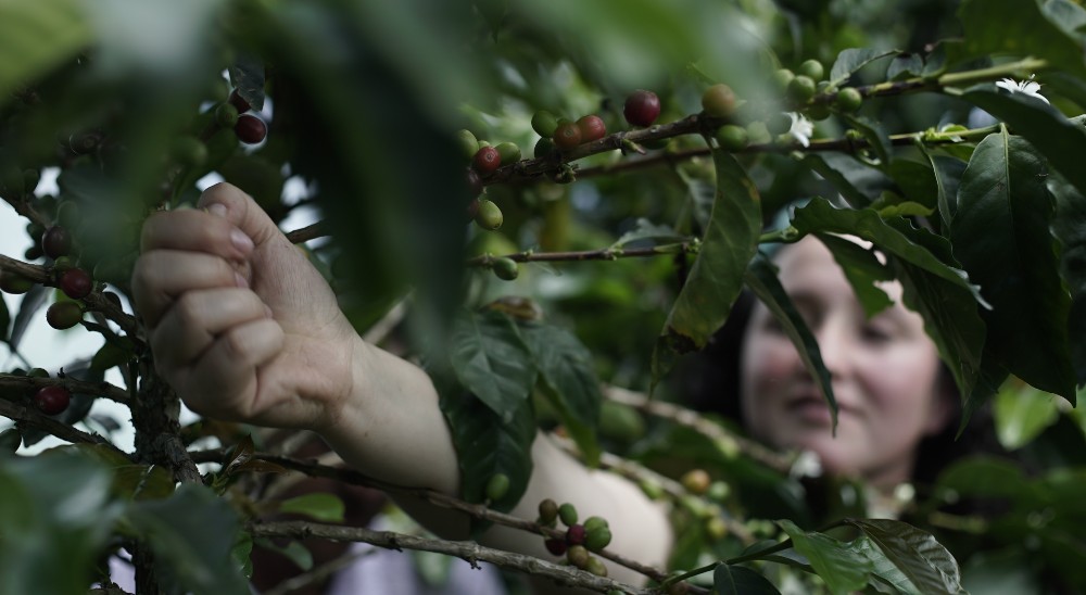 Restitución de tierras hace realidad 117 proyectos productivos para campesinos víctimas del conflicto en Antioquia 