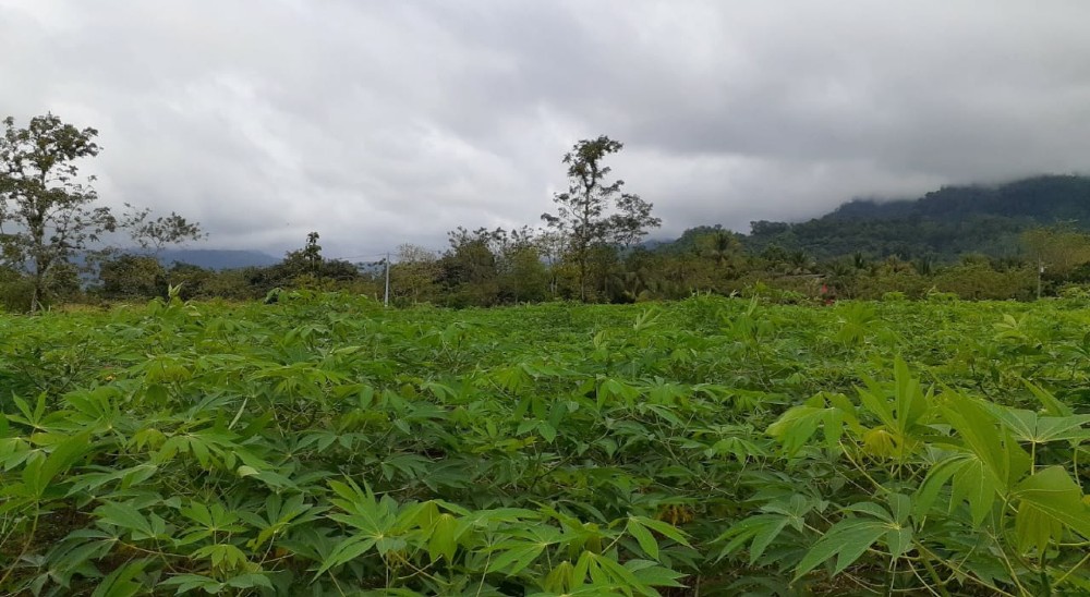 Cuatro mujeres beneficiarias de restitución de tierras cultivan un exitoso proyecto productivo en El Paraíso 