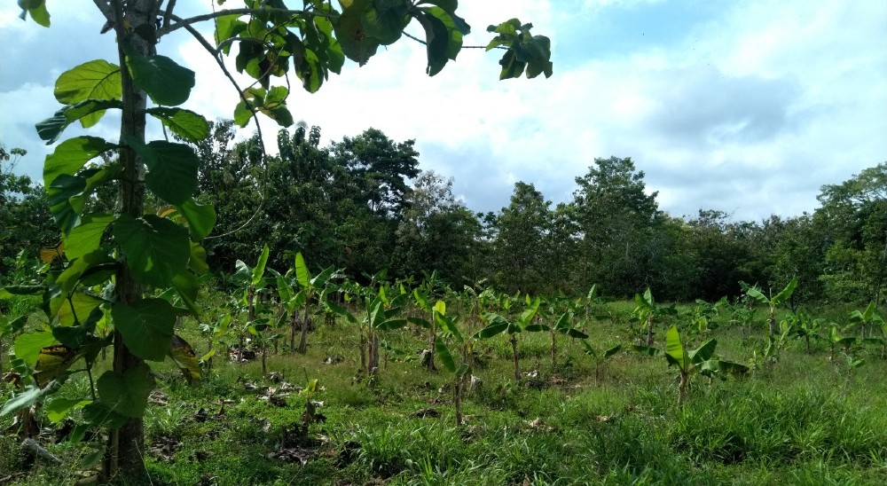 Con entrega jurídica y material de un predio restituyen a víctima de la violencia en Turbo, Antioquia 