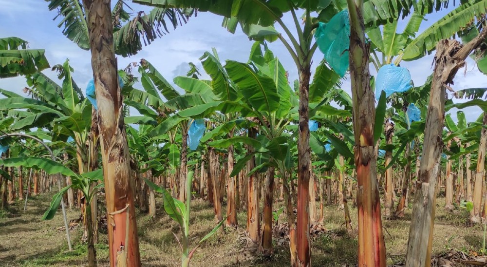 Víctimas de abandono forzado fueron restituidas en Turbo, Antioquia 