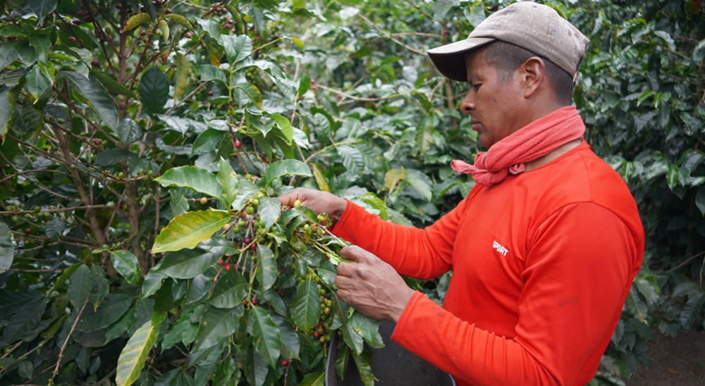 “Mis manos nunca dejaron de sembrar la esperanza”: Jairo Albán, cafetero nariñense 