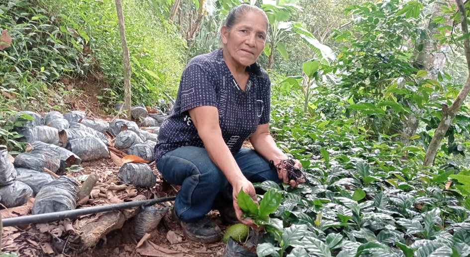 LA MANO DE DIOS TAMBIÉN TOCA EL CAFÉ DE LA FAMILIA LUQUE GUTIÉRREZ