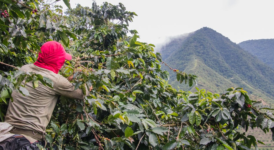 En Antioquia, URT consolida iniciativas productivas para beneficiarios de restitución