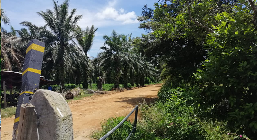 En 2020, víctimas del despojo y abandono forzado de tierras en Meta han recuperado más de 3.000 hectáreas 