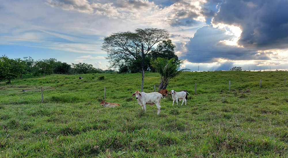 ¡Postule su predio! La Unidad de Restitución de Tierras abre convocatoria para comprar predios en Pueblo Nuevo, Córdoba 
