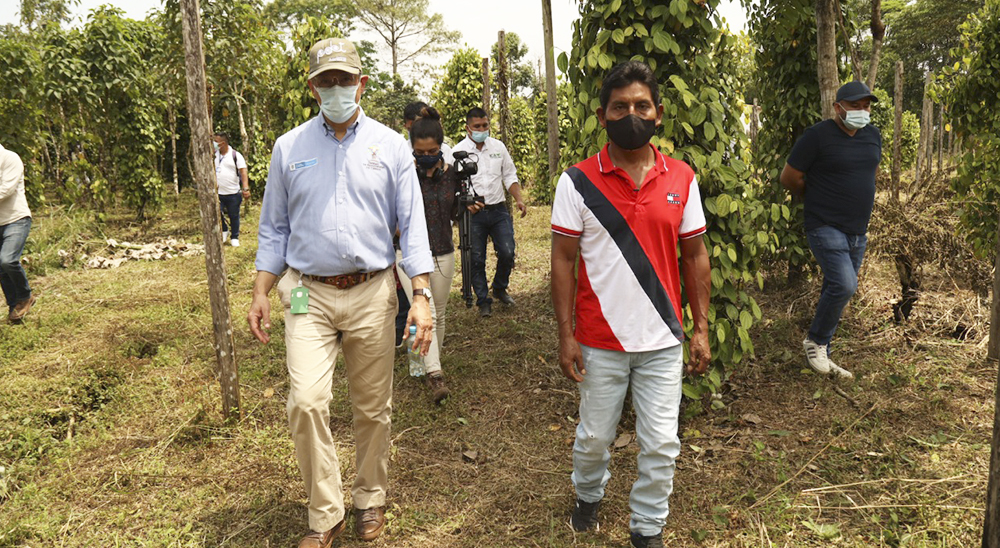 Putumayo renace: con más de $6.900 millones invertidos en proyectos productivos, los restituidos de esta región ven el futuro con esperanza. La pimienta y los palmitos, algunos de los productos con los que están brillando 