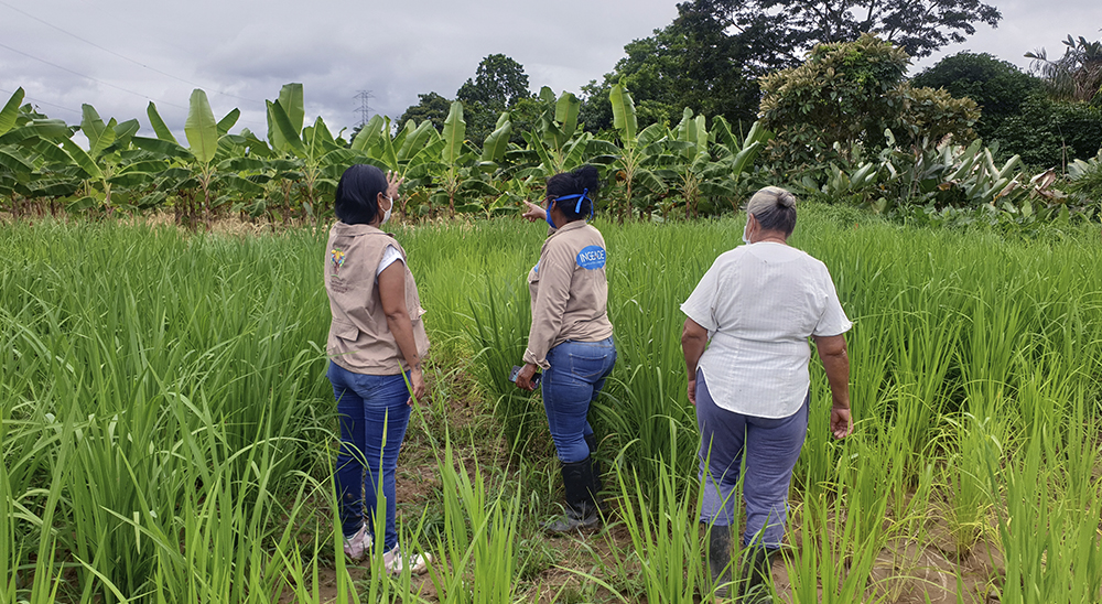 Familia desplazada por los paramilitares en Chigorodó, Antioquia recuperó sus tierras gracias a la justicia