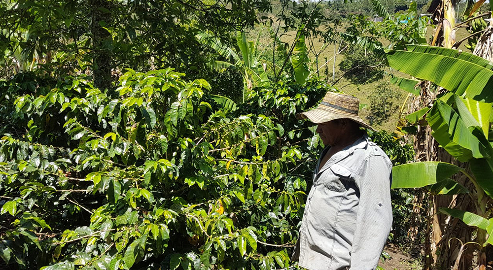Más de 7.000 personas que fueron víctimas de la violencia en Cauca volvieron a sus tierras con política de restitució