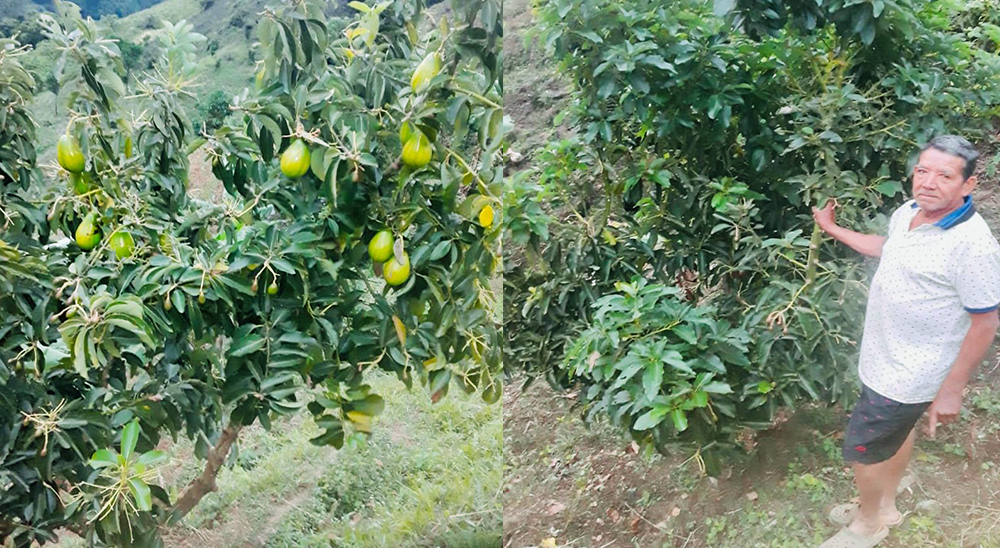 Campesino restituido en Meta comercializó su primera tonelada de aguacate gracias a modelo de agricultura por contrato 