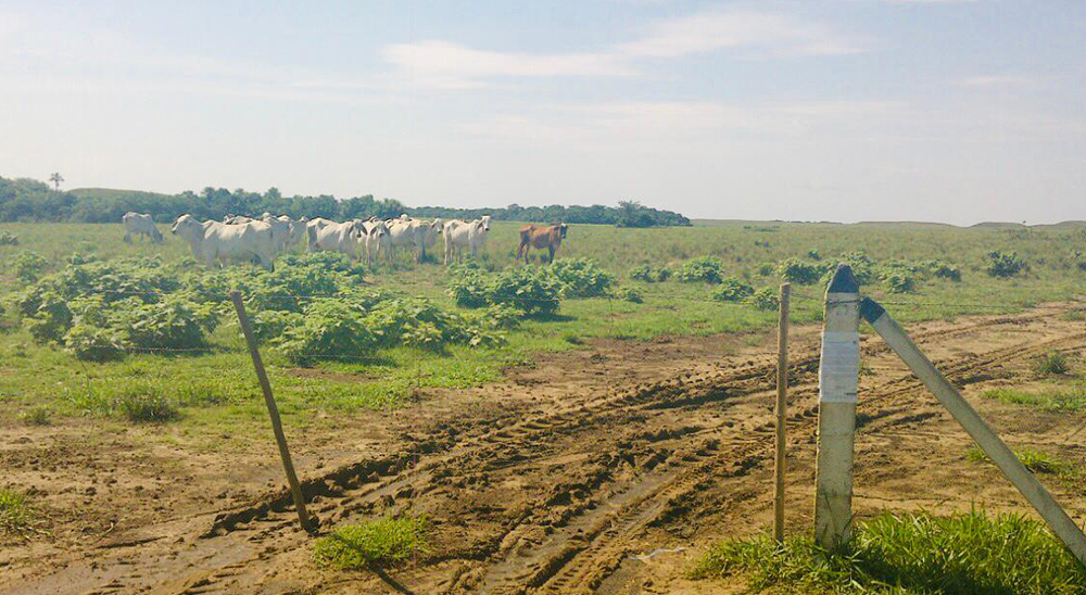 En Mapiripán ordenan compensación a familia desplazada y reconocen como segundo ocupante a mujer cabeza de hogar 