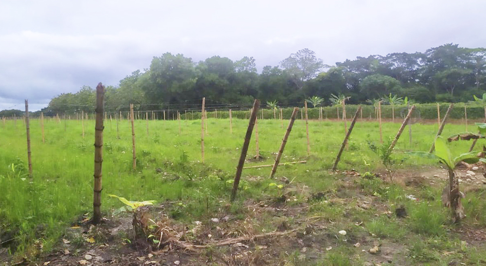 Familia desplazada por la violencia en Granada (Meta) emprendió cultivos de cacao y maracuyá en tierras restituidas 