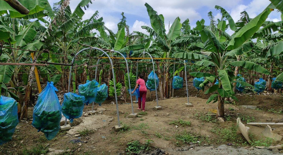 Restituidos de Turbo, Antioquia, exportan Papocho y Banano Manzano al exterior
