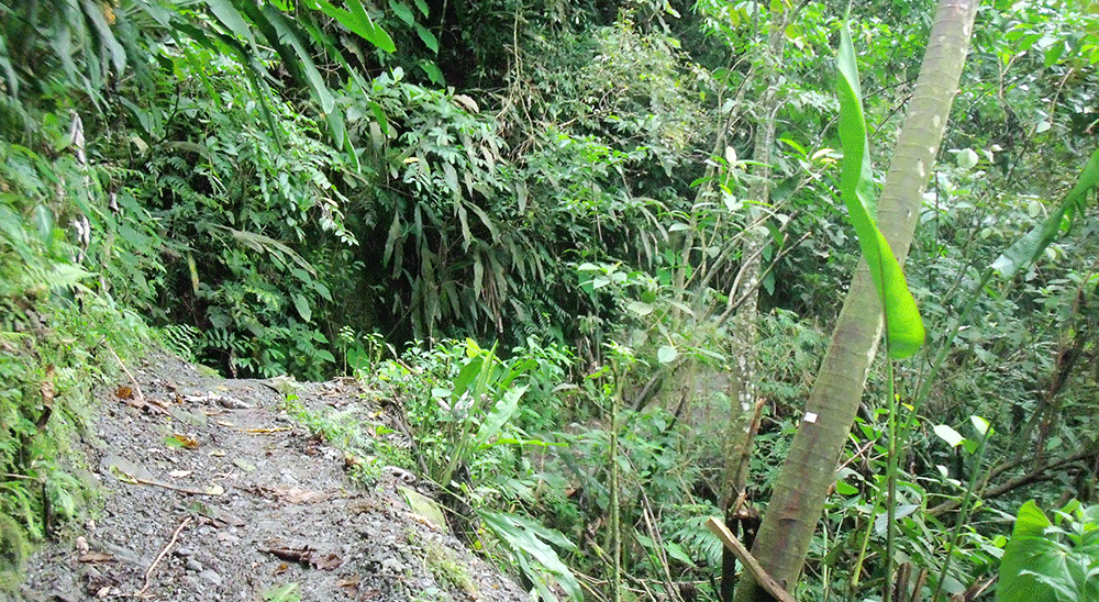 Juez de Villavicencio ordenó compensar a familia víctima de desplazamiento en Cundinamarca 