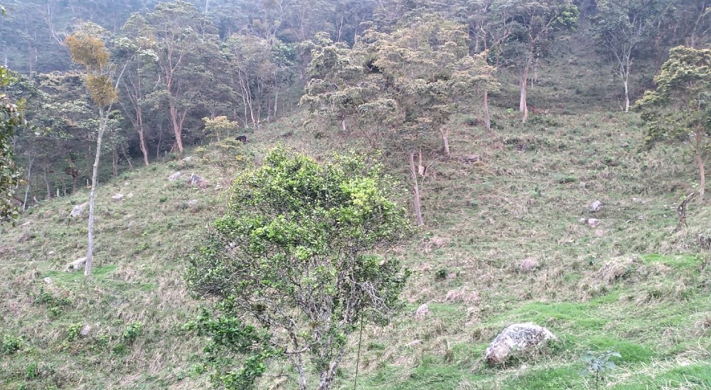 Herederos de beneficiario de restitución de tierras en Chinácota, Norte de Santander, obtendrán proyecto agropecuario en su finca 