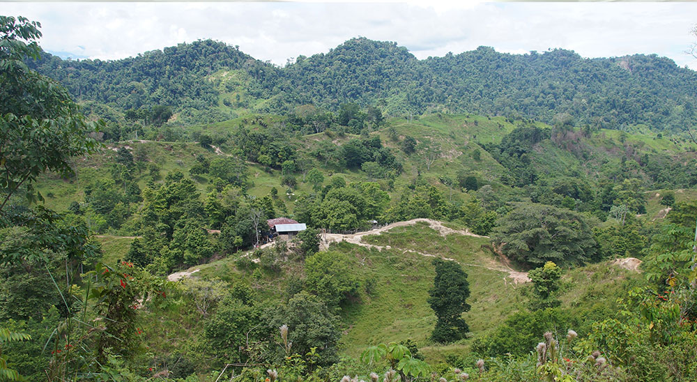 La ganadería regresará a el predio El Brillante, en Simacota (Santander) 