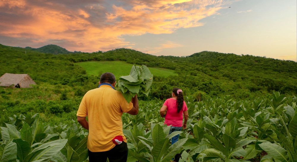 Restitución de tierras que fueron despojadas genera notoria valorización de predios en Colombia 