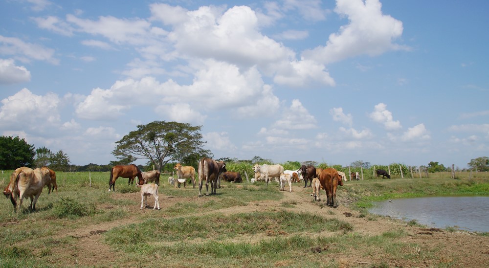 La URT proyecta barrido total de solicitudes en veredas de Caucasia y Cáceres