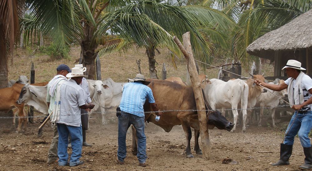 En Antioquia, 21 familias restituidas comenzarán la ruta productiva en sus predios recuperados 