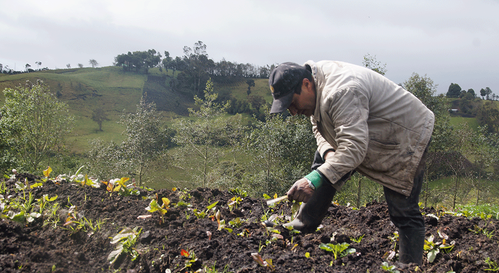  nullGracias a la restitución de tierras Alfredo Villota, campesino nariñense, se ha convertido en un empresario del campo 