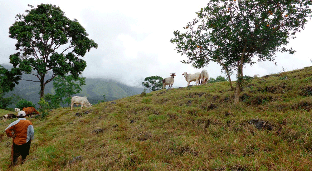 Los Serna Serna abandonaron su predio por los constantes enfrentamientos entre la guerrilla y los paramilitares, en el año 2001. A los opositores del proceso, quienes pretendían quedarse en las tierras, les fue negada la buena fe exenta de culpa.  Cajibío, 14 de febrero de 2019 (@URestitucion). Monarge Serna Serna es el titular de una sentencia de restitución emitida por el Tribunal Superior del Distrito Judicial de Cali. La decisión lo reconoció como dueño legítimo de La Laguna, un predio de siete hectárea