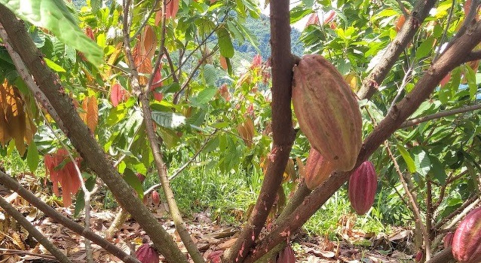 Familia de San Vicente de Chucurí, Santander, regresará a sus tierras gracias a proceso de restitución de tierras 