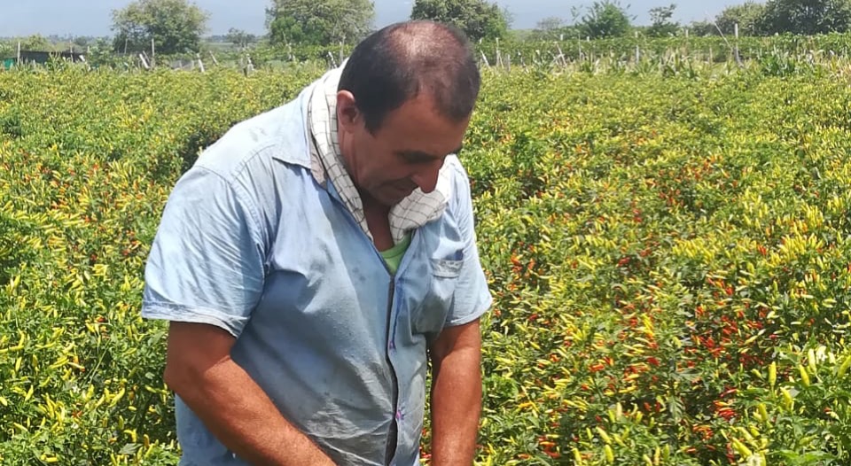 Ají cultivado en tierras restituidas se prepara para llegar a América del Norte, Europa y Asia 